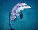 Atlantic Bottle-Nosed Dolphin