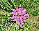Slash Pine Male Flowers