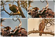 American Bald Eagle Nesting
