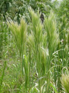 Beardgrass01-15SSB