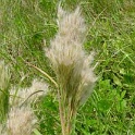 Beardgrass02-15SSB
