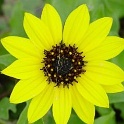 HairyBeachSunflower02-25SSB