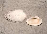 Common Shells of Honeymoon Island State Park Nature Center